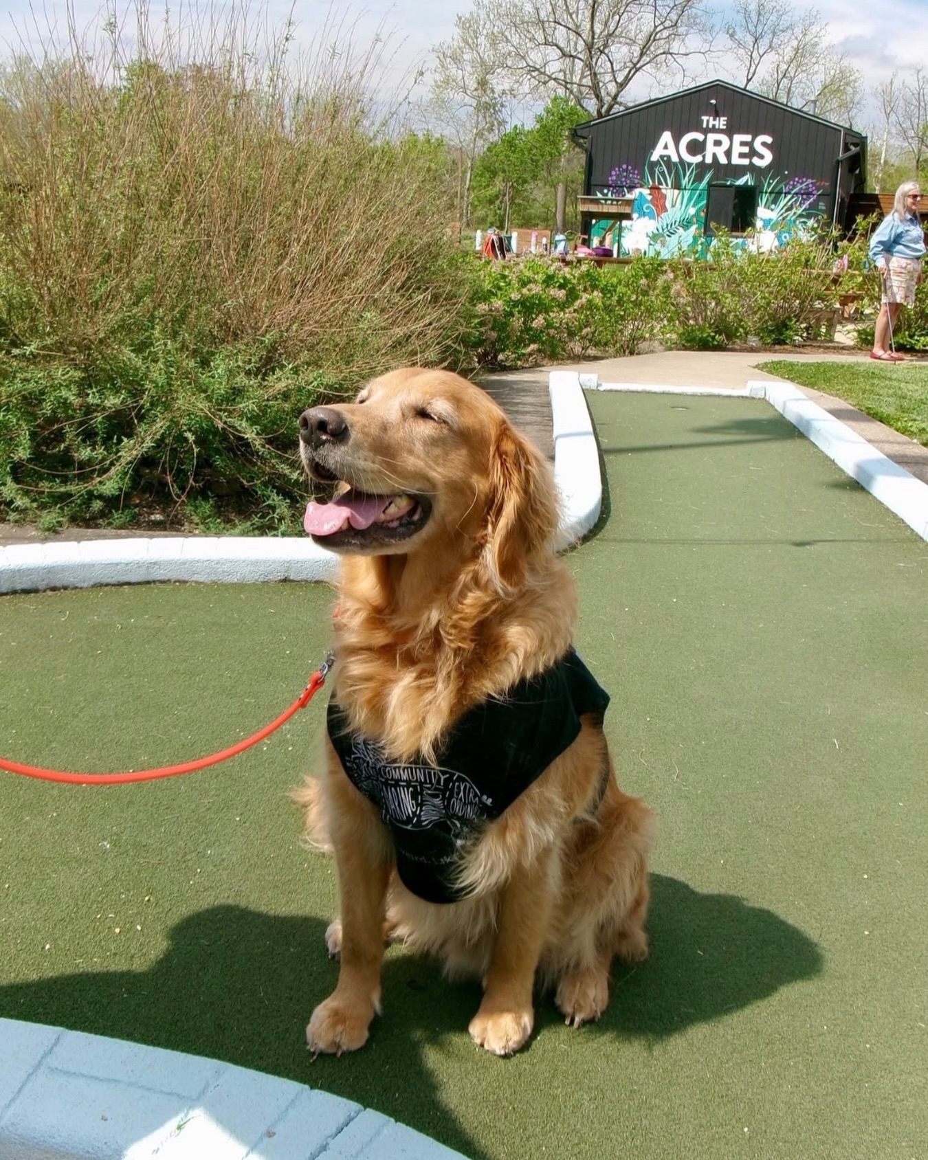 A golden retriever on the mini golf course at The Acres