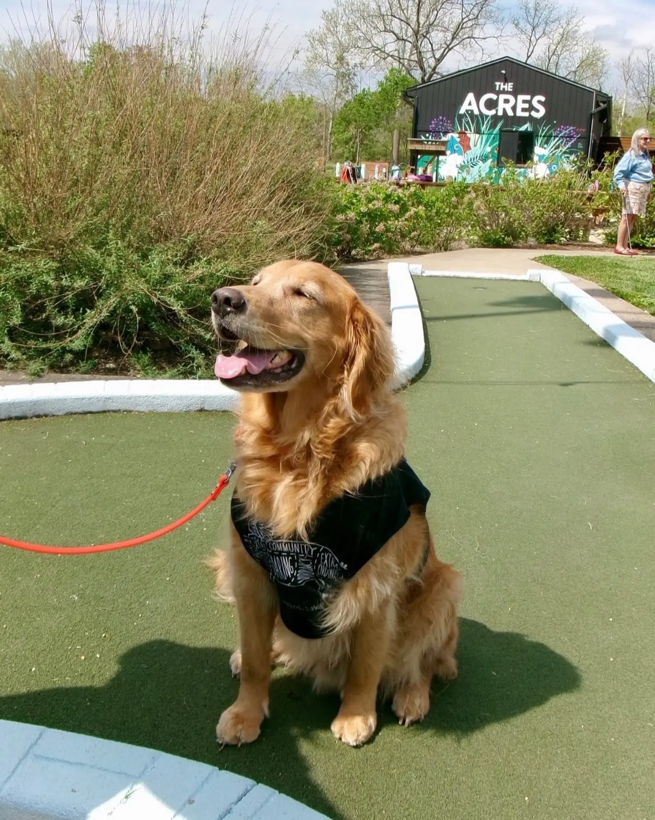 A golden retriever on the mini golf course at The Acres